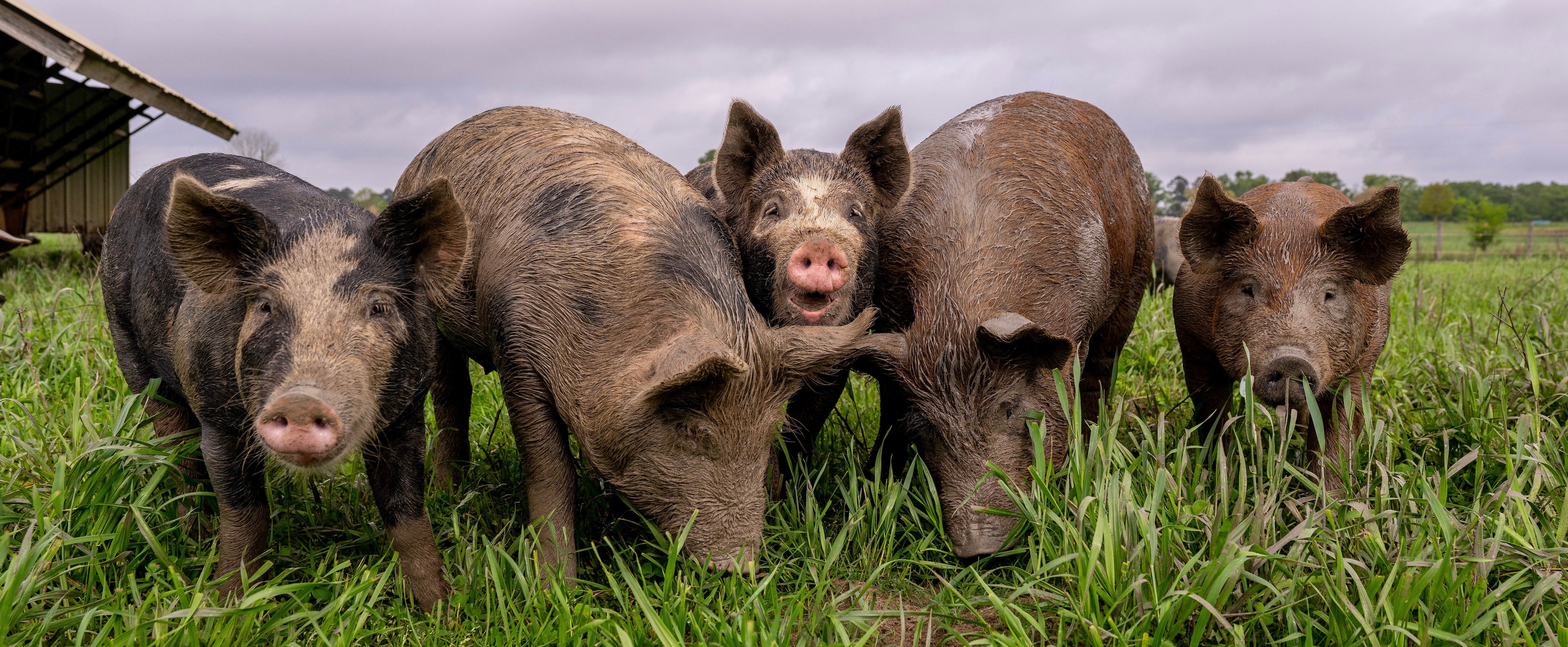 David_Carr_DSC_5192_pigs_hogs_grass.jpeg__PID:bfac7efe-dcfa-4bb6-951f-20a30effe8a9